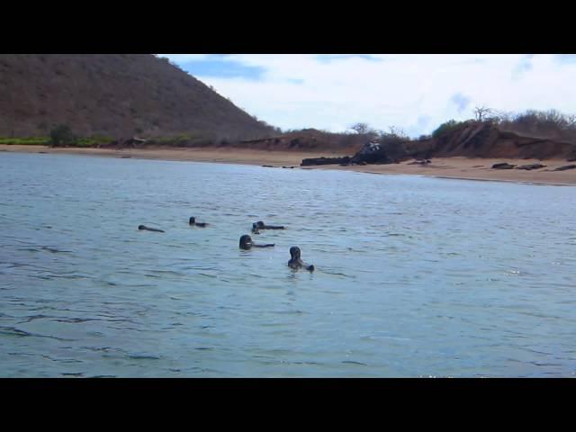 Galapagos! penguins swimming alongside our dinghy