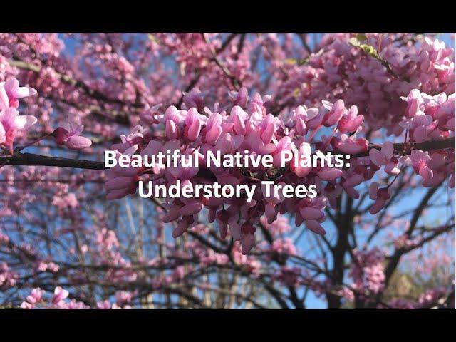 Beautiful Native Plants: Understory Trees