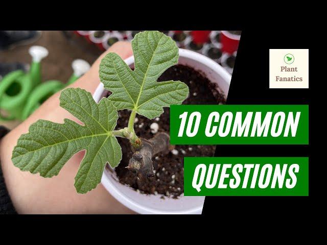 10 Reasons Your Fig Cuttings Died!! | Mistakes Made While Rooting Fig Trees!! | Simple Fixes To wow