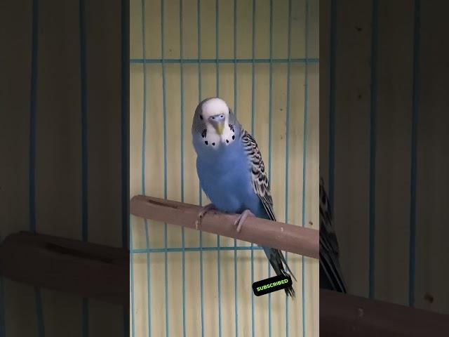 1 M views | Happy budgie chirping sounds #rbnbirds #budgieslife #parakeet #shorts