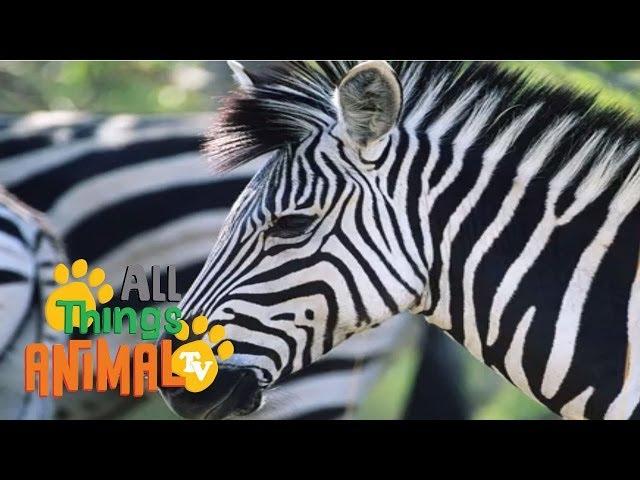 * ZEBRA * | Animals For Kids | All Things Animal TV