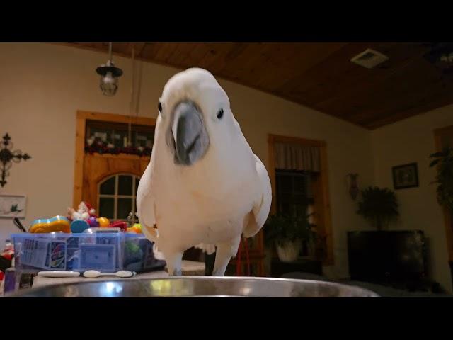 What All Can A Cockatoo Get Into In 9 Minutes ??