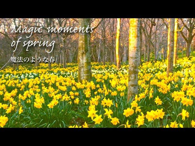 [SUB] Spring flowers city walk in Edinburgh, Scotland|Local popular Fish& Chips|Magical Sunset Beach