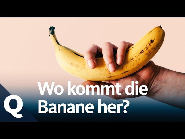 Die Geschichte der Bananen | Quarks