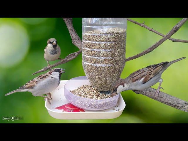 Bird Feeder DIY  | Building Bird Feeder From Plastic Bottle