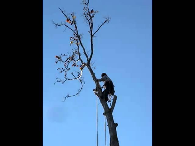 Taking the top out- Tree removal, Sycamore, Out on a Limb Tree Service, Fairfax VA