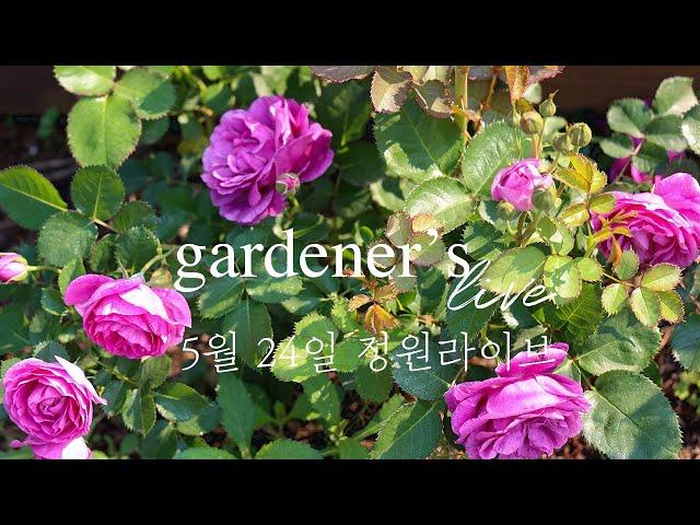 5월 24일 장미가 피기 시작하는 정원 라이브  Garden tour with ME! May 24th
