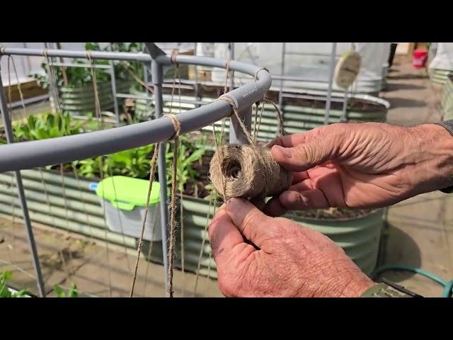 How to WEAVE a TRELLIS for ENGLISH PEAS