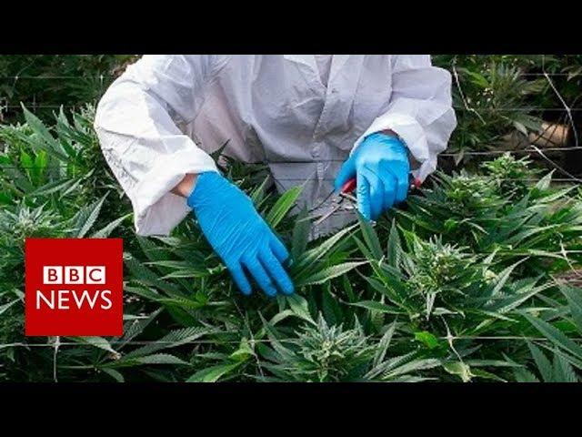 What's in cannabis-derived medicines? - BBC News