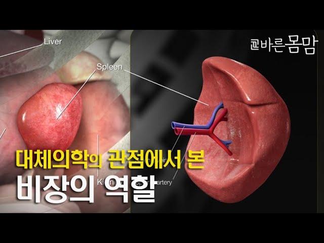 비장이 하는 역할은 무엇인가?