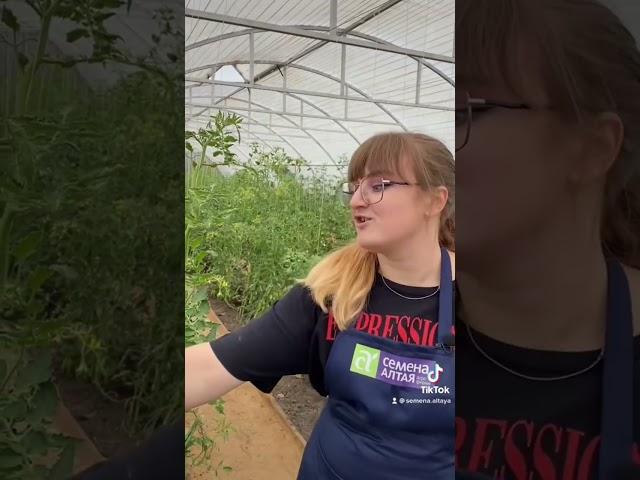 Сибирский экспресс #семена #сад #дача #огород #семенаалтая