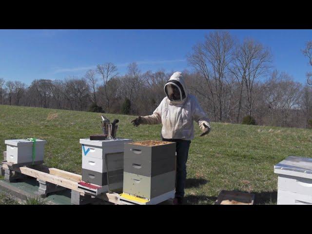 Bees Too Strong, Forced To Split [22EP5]