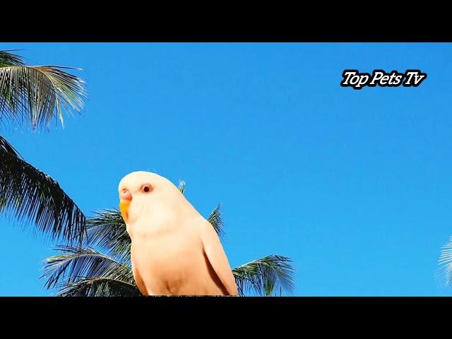 Amazing parrot love video : top pets tv