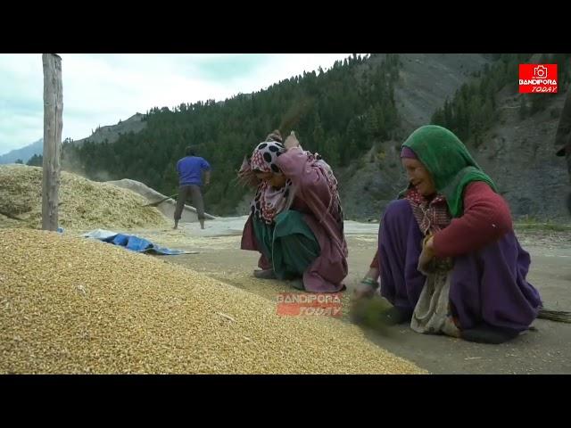 Life in Tulail Valley Gurez || Winter Preparations || Last Village of India || Episode 1