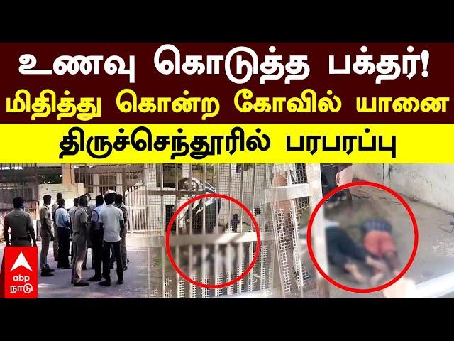 Tiruchendur Elephant Attack | உணவு கொடுத்த பக்தர்!மிதித்து கொன்ற கோவில் யானை..