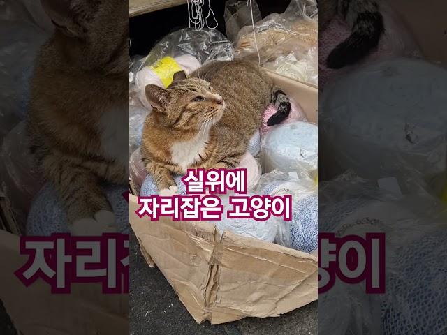 등대와설중사tv# 망고  고양이#그기 들어가면 안돼요#shorts