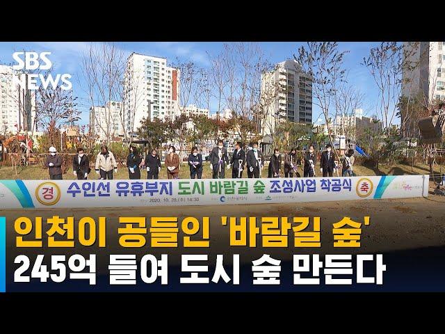 숲의 공기를 도심으로…인천시, '도시 바람길 숲' 조성 / SBS