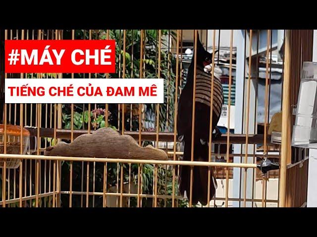 MÁY CHÉ - TIẾNG CHÉ CỦA ĐAM MÊ - CHÀO MÀO HÓT ĐẤU