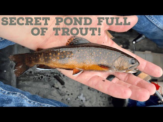 Secret Pond Full of NATURAL Brook Trout | Algonquin Park Summer Brook Trout Fishing