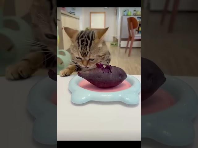 HAMBURGER  ( check the comment box ) #cat #funny #edit #meow