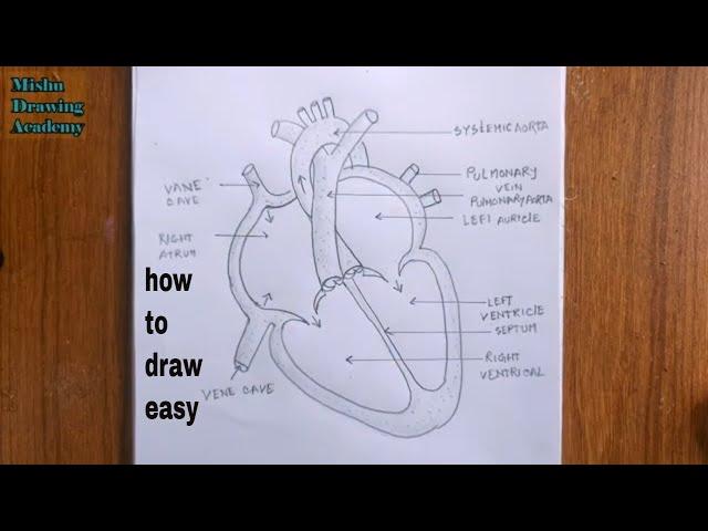 how to draw human heart diagram easy/human heart drawing