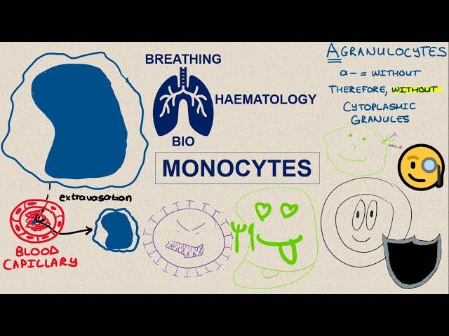 HAEMATOLOGY | Monocytes | Breathing Bio