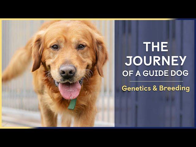 Genetics & Breeding | Episode 1 | The Journey of a Guide Dog