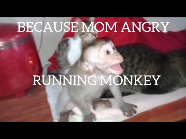 monkey child cries and gets angry at being scolded for being naughty