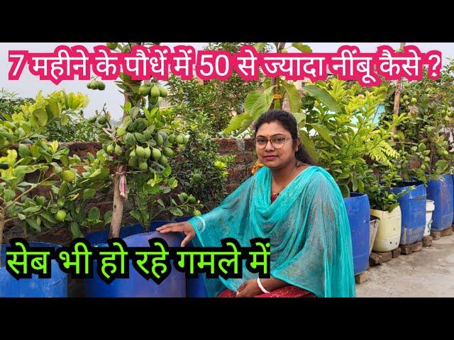 Lemon, Orange And Apple Gardening in Pot || Terrace Fruit Orchard || Kitchen Garden