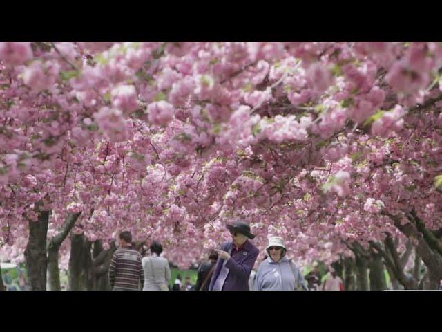 Cherry blossoms in Brooklyn have hit peak bloom