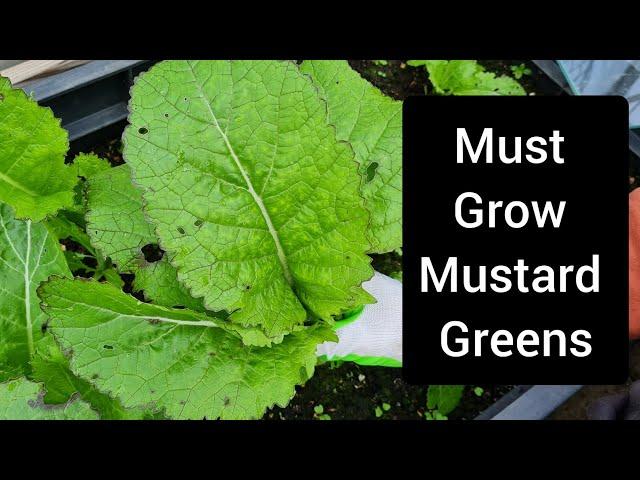 Grow mustard greens for a super early spring harvest