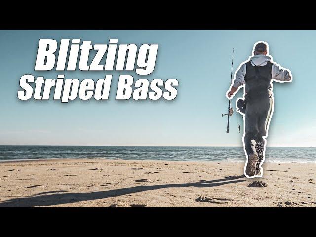 Blitzing Striped Bass Chasing Down Long Island Beaches - Surf Fishing Fall Run + Dolphin Sighting