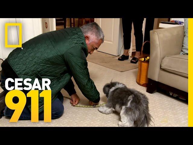 Testing Truffle's Boundaries | Cesar 911