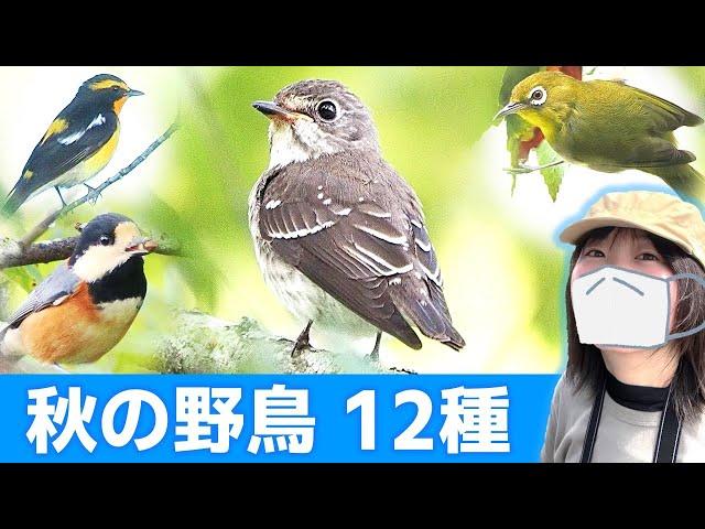 秋の公園は鳥がいっぱい【野鳥撮影vlog】