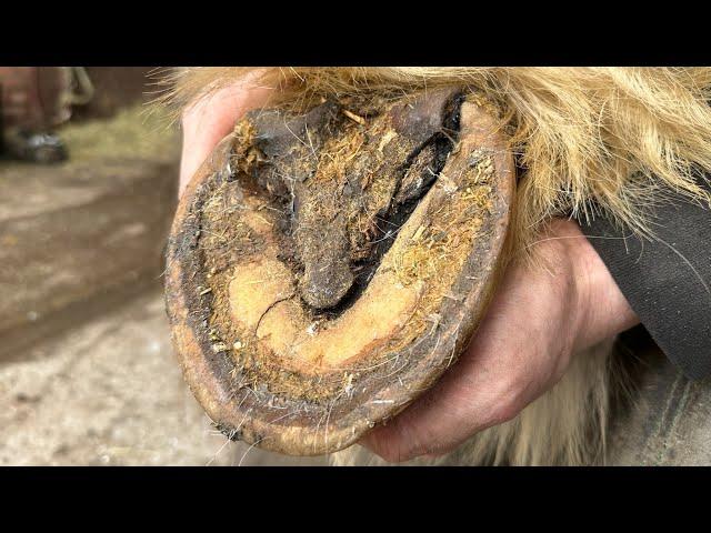 You Won’t Believe How Much Hoof I Had To Cut Away On This Trim (Hoof Restoration)