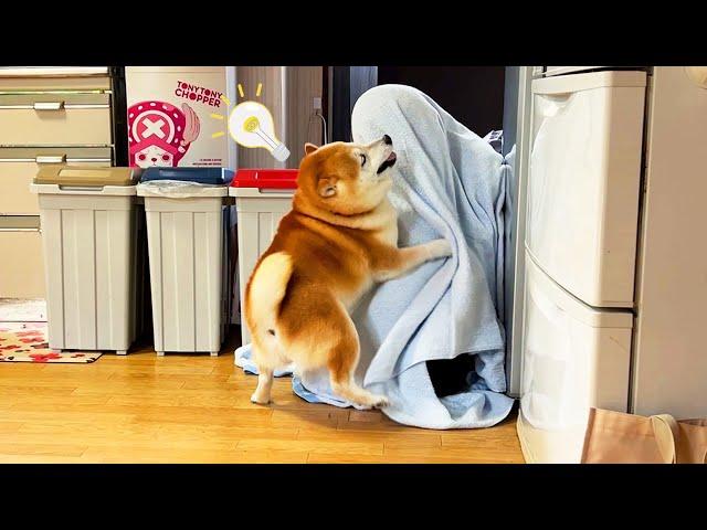 Shibe finds a sister who lives far away under the towel and explodes happy emotions