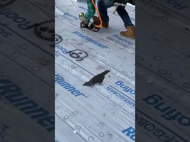 CN100B Stinger Cap Nailer in action. #shorts #roof #roofer #roofing #roofershelper #nailgun #tools