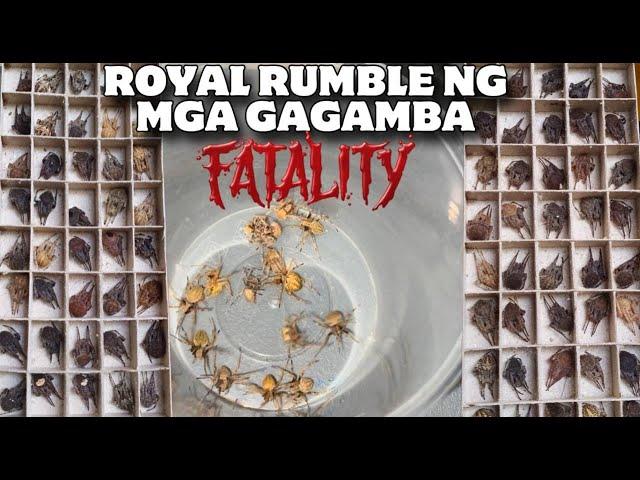 ROYAL RUMBLE NG 100 PIECES NA GAGAMBA