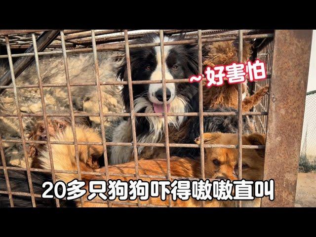 20只狗狗被卖狗肉车，狗妈妈生病被残忍刹害，留下小奶狗无助哀嚎