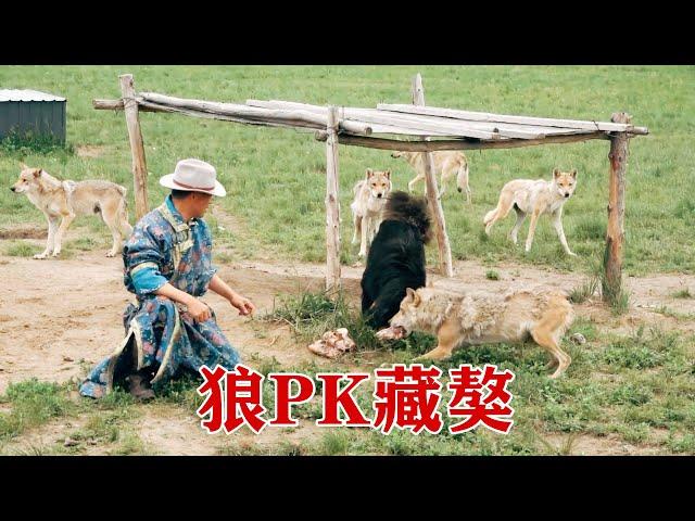 【狼王老郑】【狼王】藏獒进入狼群，狼和藏獒PK，看看它们谁更厉害？谁更聪明？