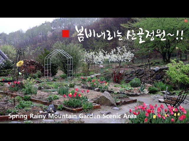 Spring rainy Korean garden landscape / April garden / Korean spring