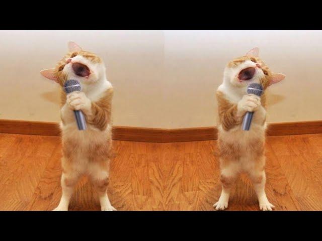 Funniest Cats | Don't try to hold back Laughter | Cutest Lands Part 79