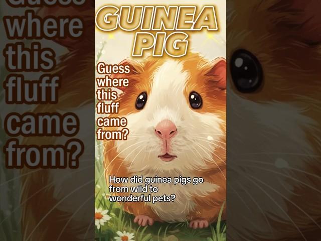 Guinea Pigs Were Once Sacred?!  #GuineaPigHistory #GuineaPigs #PetFacts #AnimalStories #CutePets