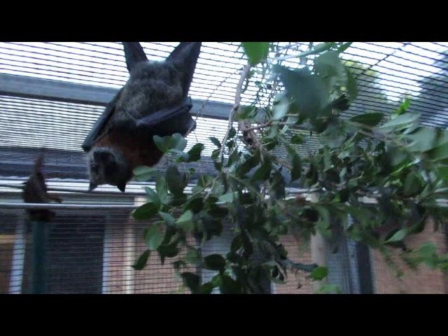 Flying-foxes Getting Chatty