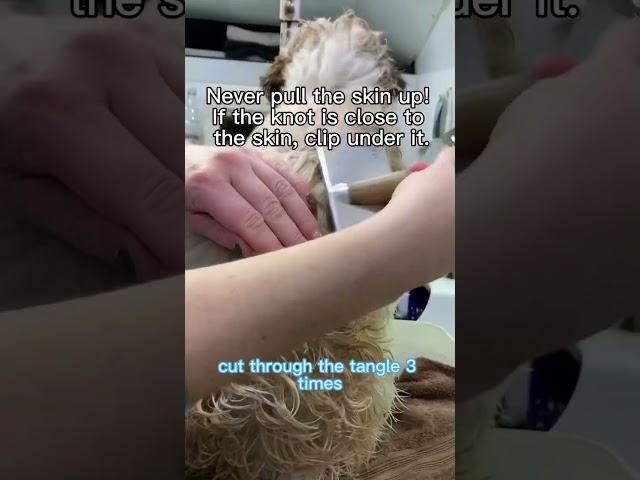 How to remove those knots! #lovemud #doggroomingtips #dogs #howto #doglover #howtogroomadog