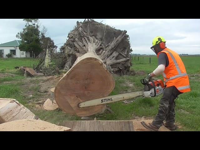 Stihl MS 881 and 066 Eat Australian Hardwood (Blue Gum)