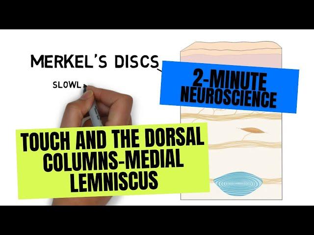 2-Minute Neuroscience: Touch and the Dorsal Columns-Medial Lemniscus