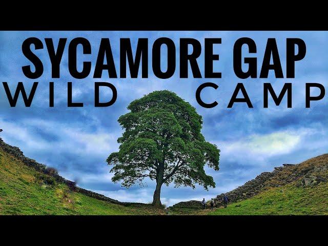 Hadrian's Wall wildcamp. Sycamore gap aka the Robin Hood Tree.