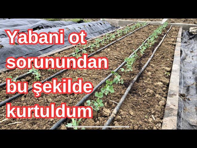 Yabani otlar artık sorun olmayacak KURTULDUM