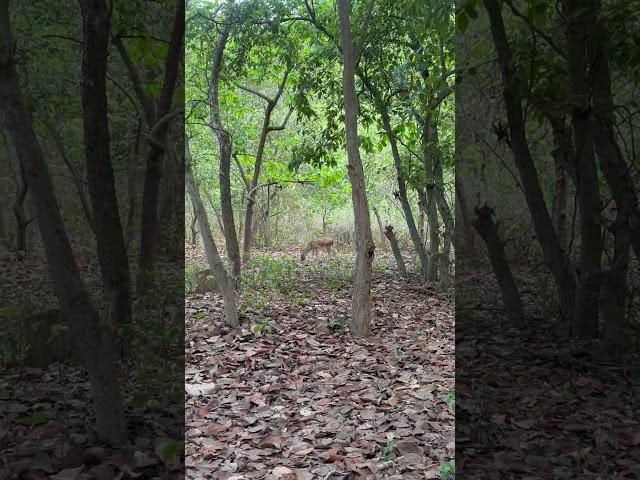 Safari #jimcorbett #animals#shorts